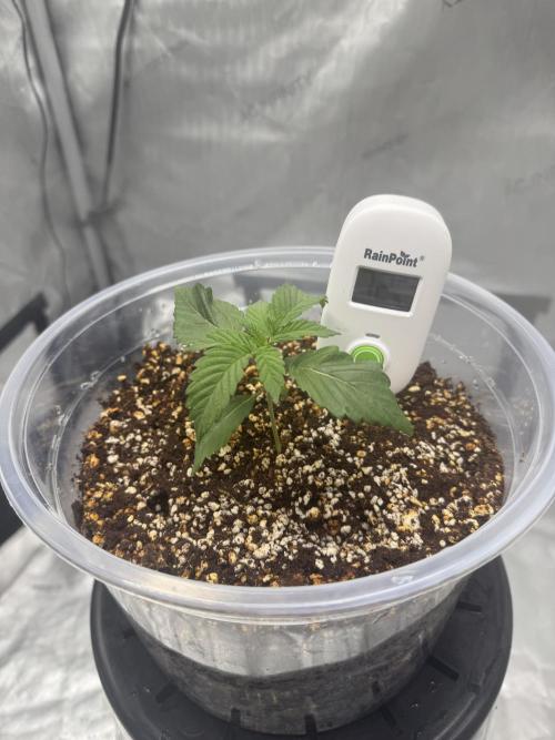 Acapulco Gold. Week 2