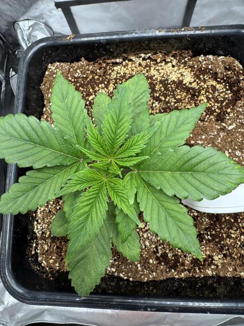 Acapulco Gold. Week 3