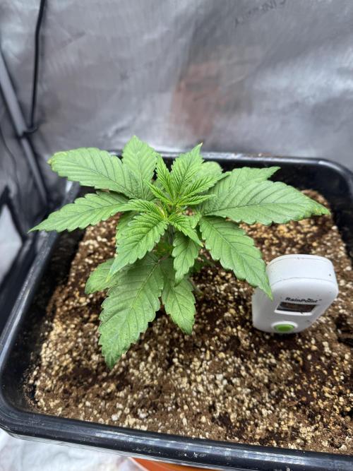 Acapulco Gold. Week 3