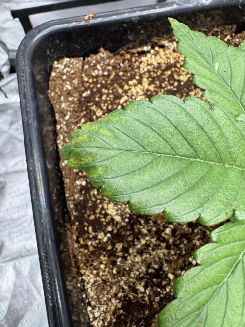 Acapulco Gold. Week 3