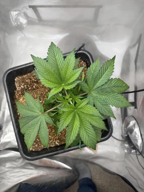 Acapulco Gold. Week 4