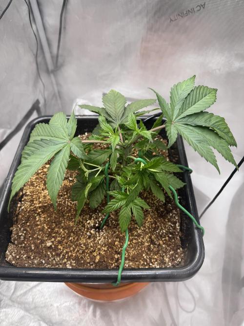 Acapulco Gold. Week 4