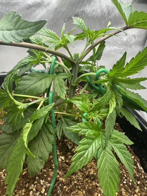 Acapulco Gold. Week 4