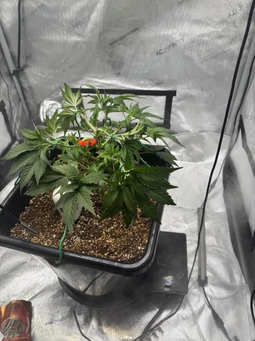 Acapulco Gold. Week 5