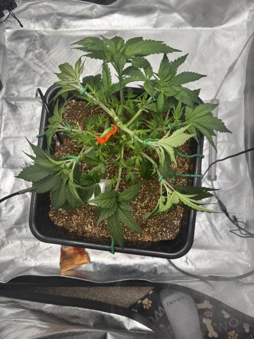 Acapulco Gold. Week 5