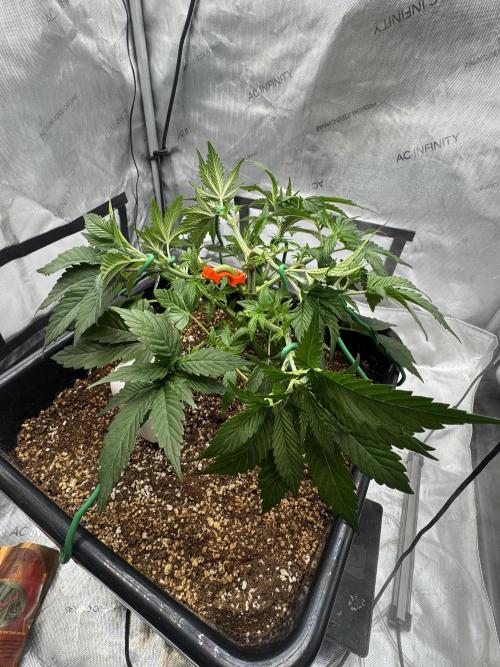 Acapulco Gold. Week 5