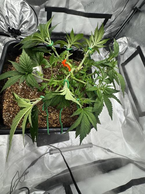 Acapulco Gold. Week 5