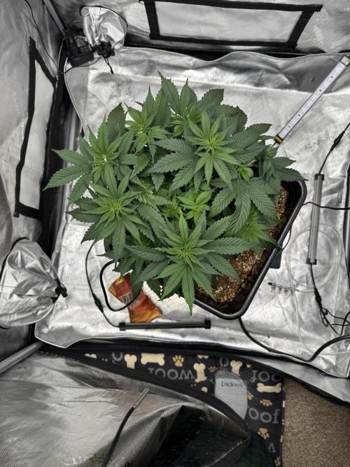 Acapulco Gold. Week 6