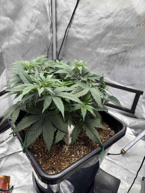 Acapulco Gold. Week 6