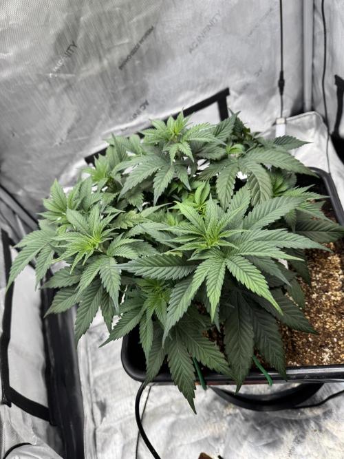 Acapulco Gold. Week 6