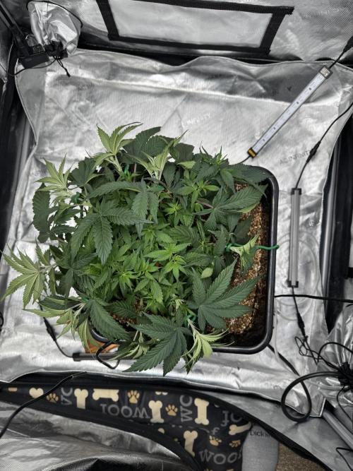 Acapulco Gold. Week 6