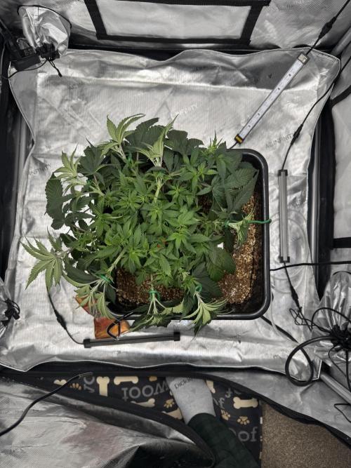 Acapulco Gold. Week 6