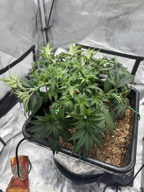 Acapulco Gold. Week 6