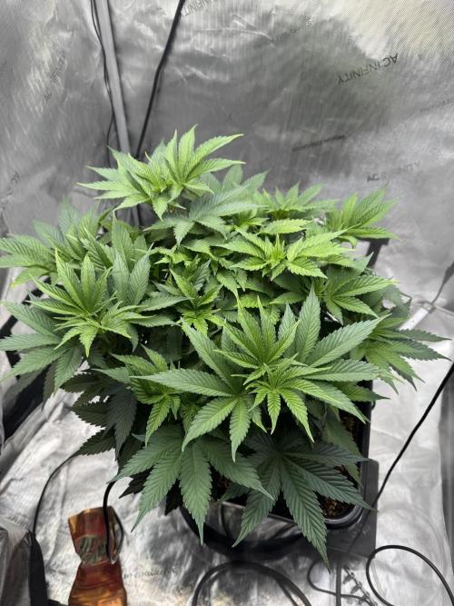 Acapulco Gold. Week 7
