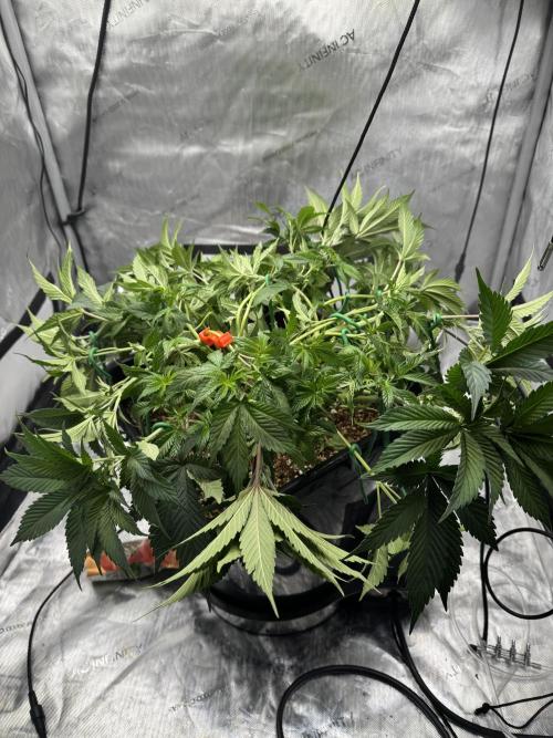 Acapulco Gold. Week 7