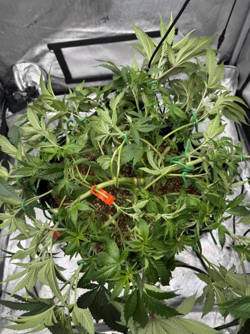 Acapulco Gold. Week 7