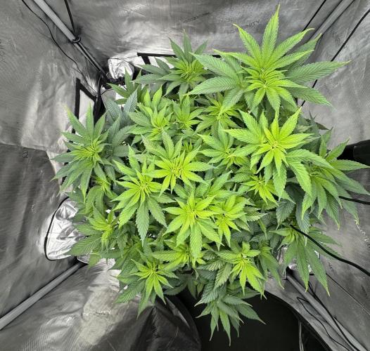 Acapulco Gold. Week 8