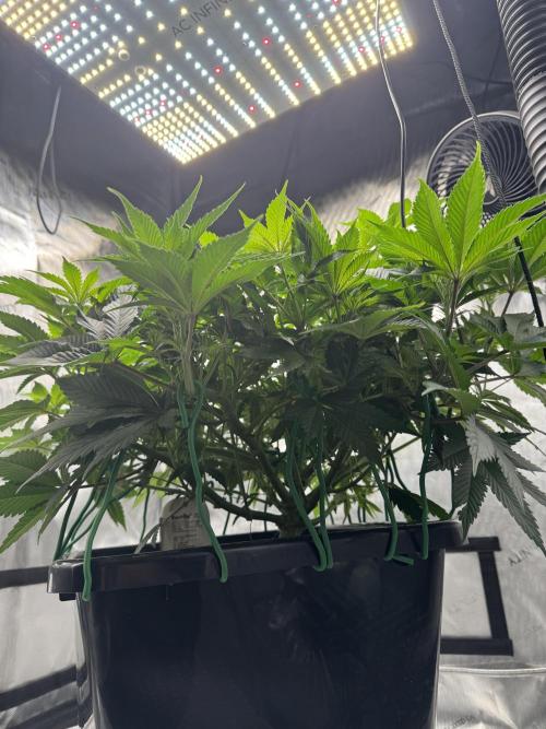 Acapulco Gold. Week 8