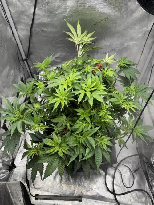 Acapulco Gold. Week 8