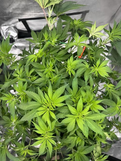 Acapulco Gold. Week 8