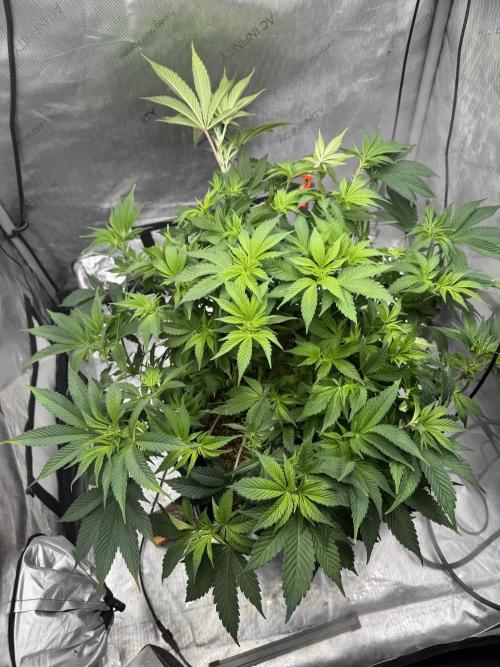 Acapulco Gold. Week 8