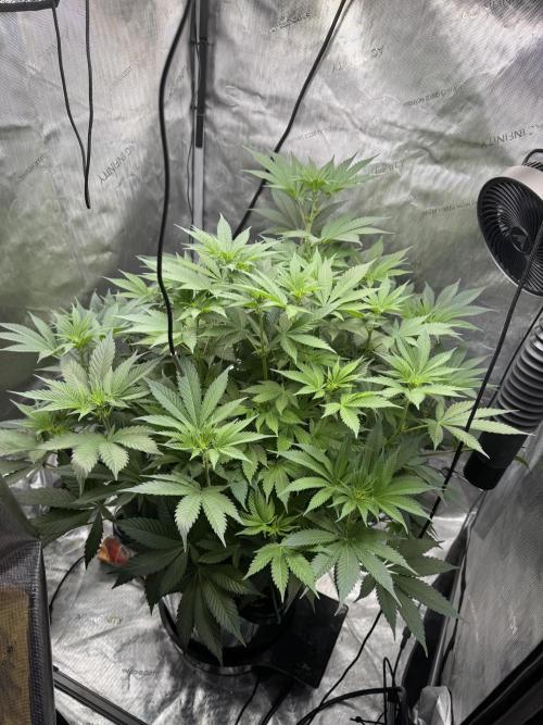 Acapulco Gold. Week 9