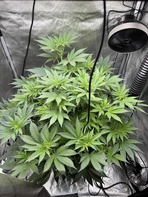 Acapulco Gold. Week 9