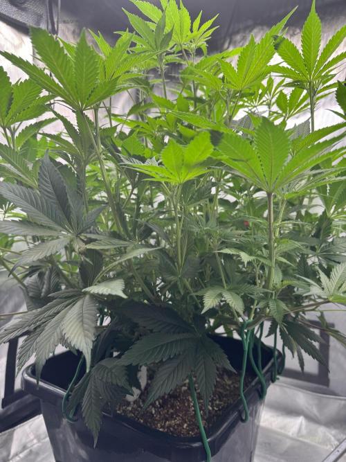 Acapulco Gold. Week 9