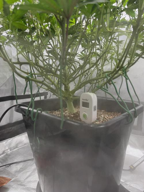 Acapulco Gold. Week 9