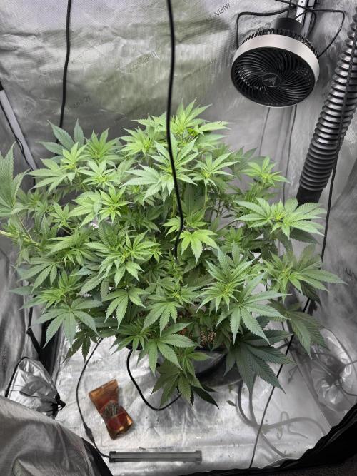 Acapulco Gold. Week 9