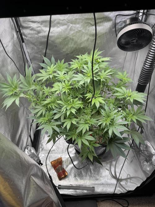 Acapulco Gold. Week 9