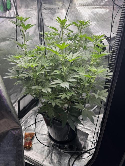 Acapulco Gold. Week 10