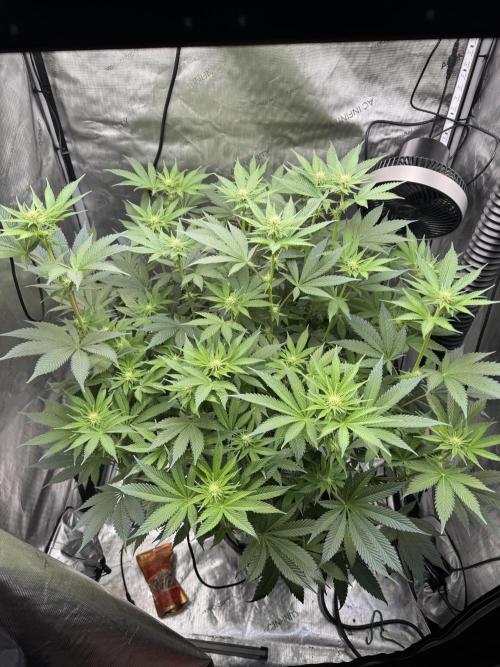 Acapulco Gold. Week 10