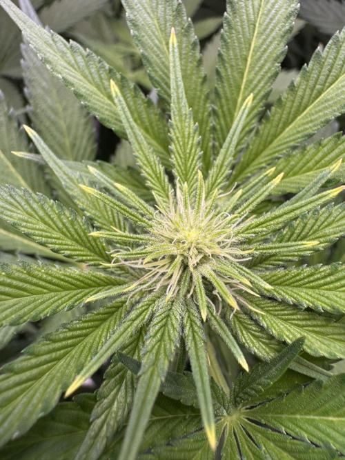 Acapulco Gold. Week 10