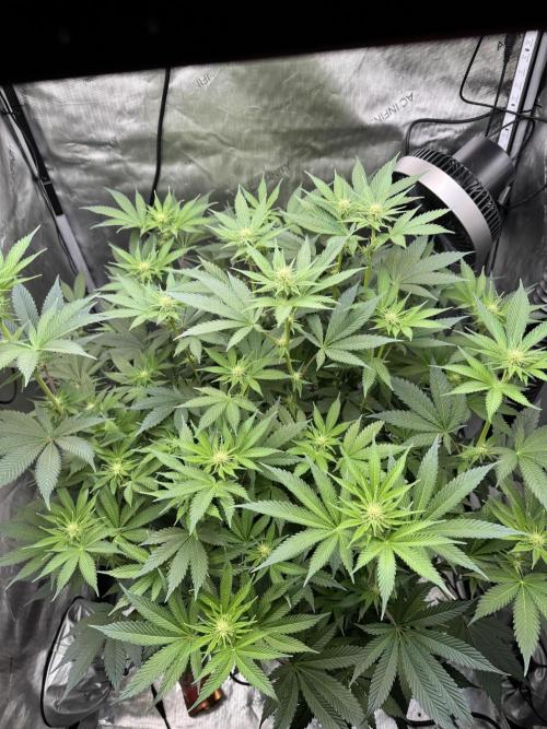 Acapulco Gold. Week 10