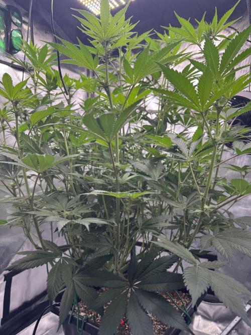 Acapulco Gold. Week 10