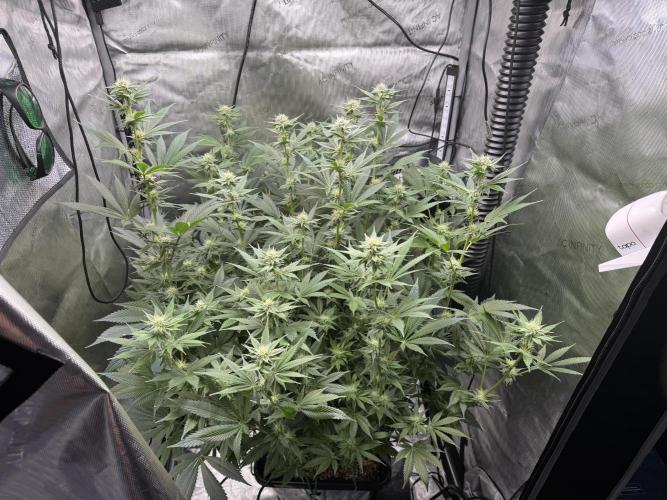 Acapulco Gold. Week 11