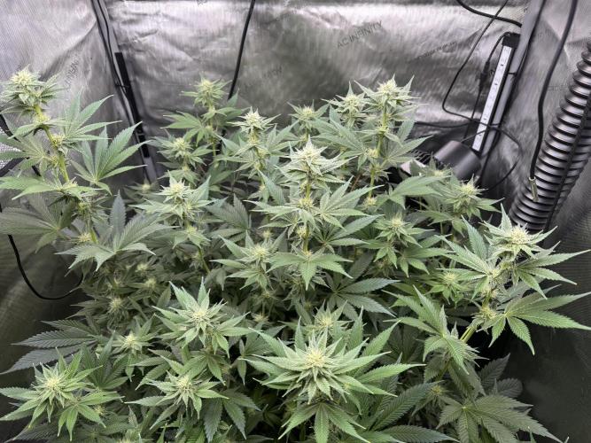 Acapulco Gold. Week 11