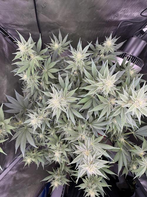 Acapulco Gold. Week 11