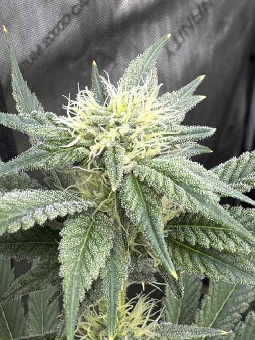 Acapulco Gold. Week 11