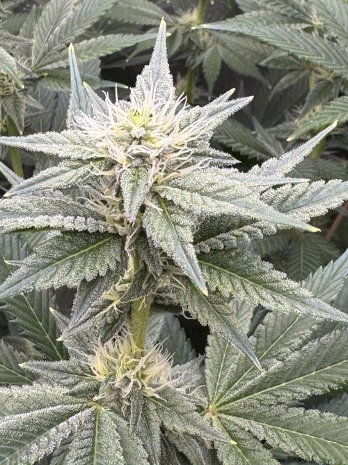 Acapulco Gold. Week 11