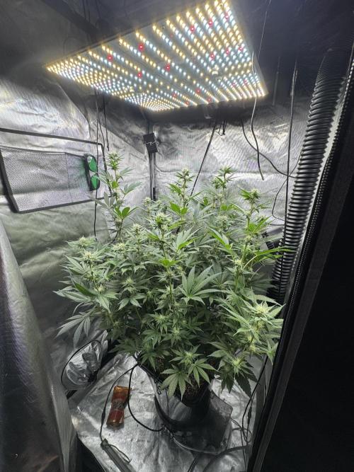 Acapulco Gold. Week 11