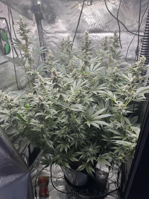 Acapulco Gold. Week 14