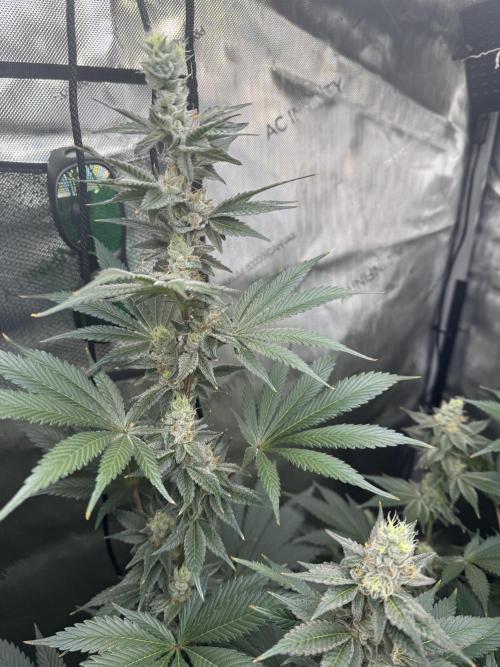Acapulco Gold. Week 14