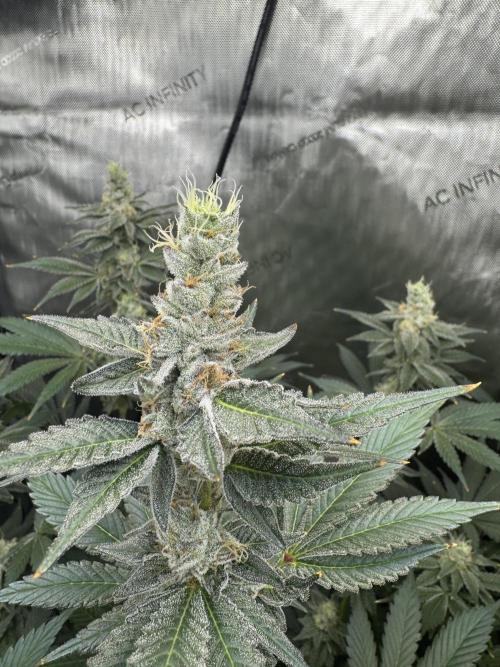 Acapulco Gold. Week 14