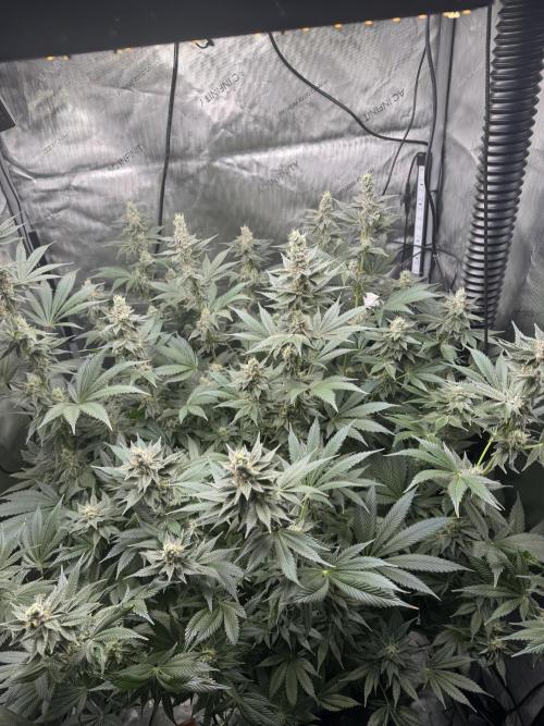 Acapulco Gold. Week 14
