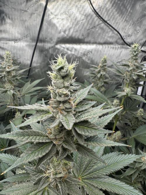 Acapulco Gold. Week 14
