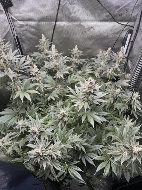 Acapulco Gold. Week 15