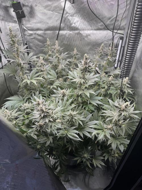 Acapulco Gold. Week 15
