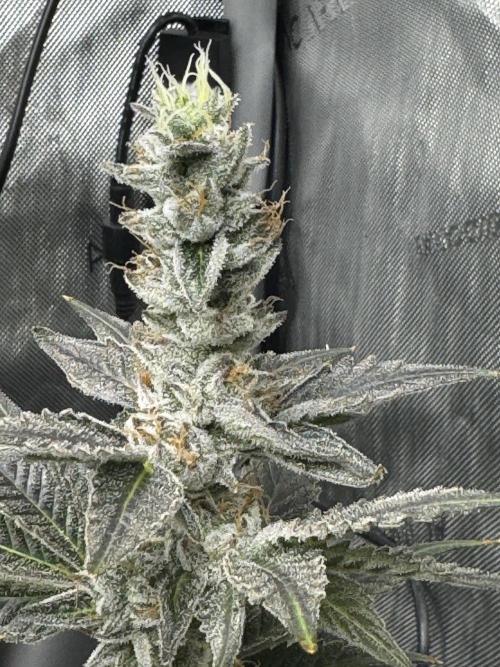 Acapulco Gold. Week 15